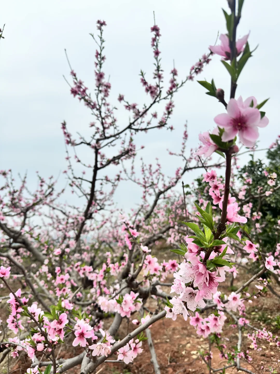 向乡野借一场春色
