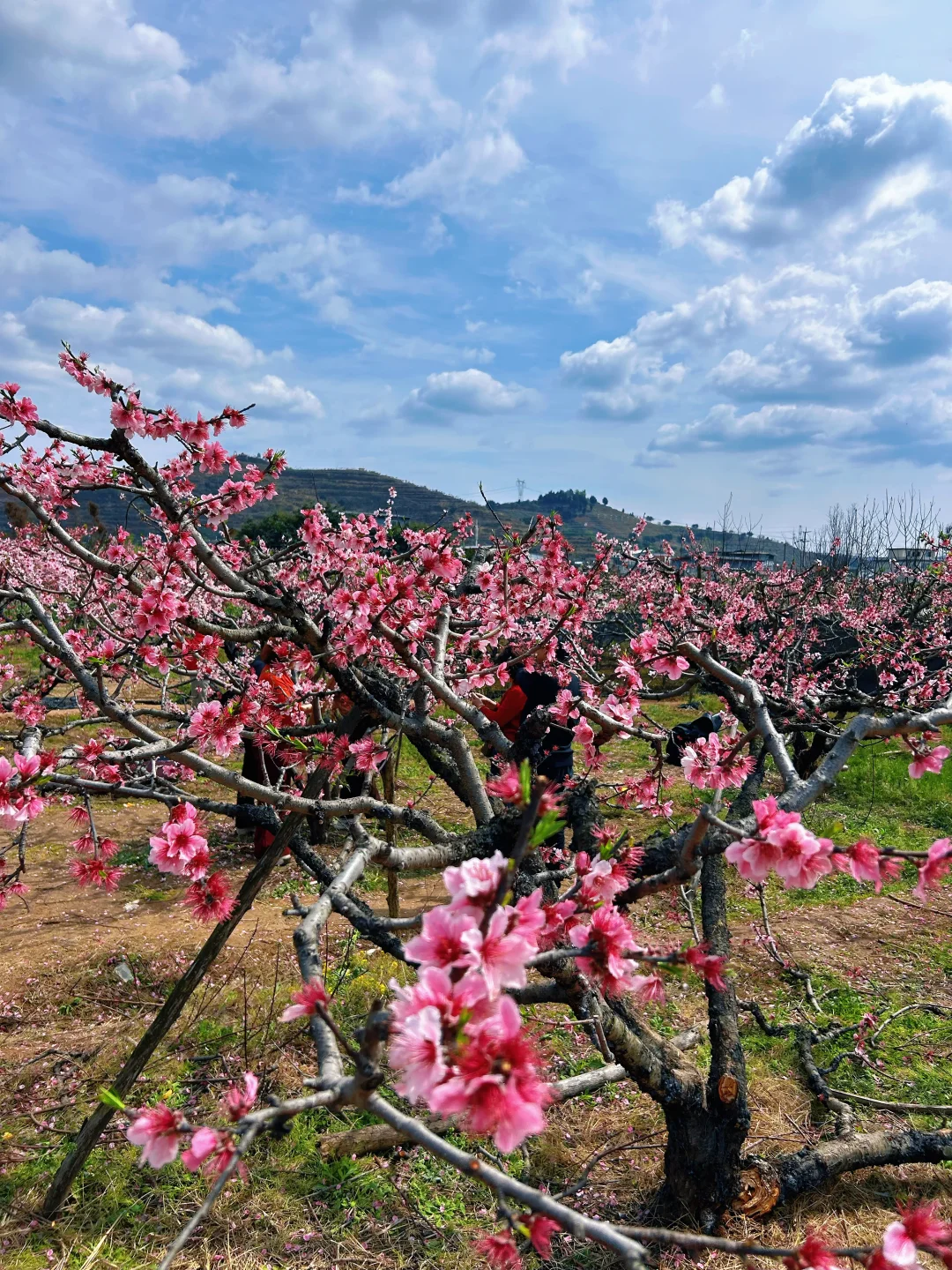 连山桃花山旅行灵感
