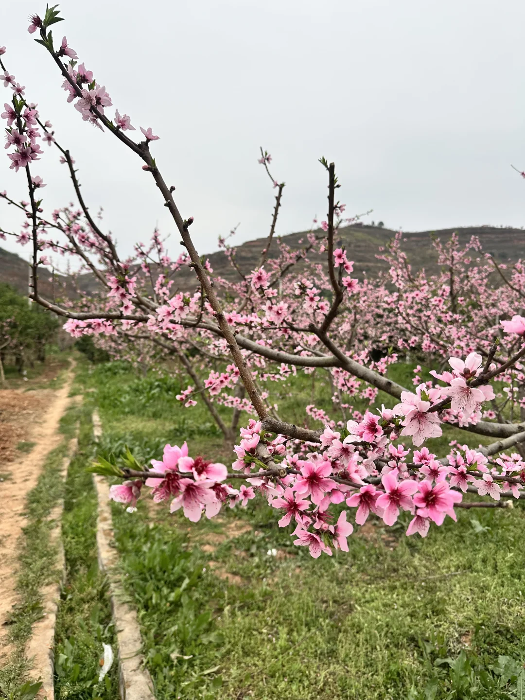花季乡野路线景观