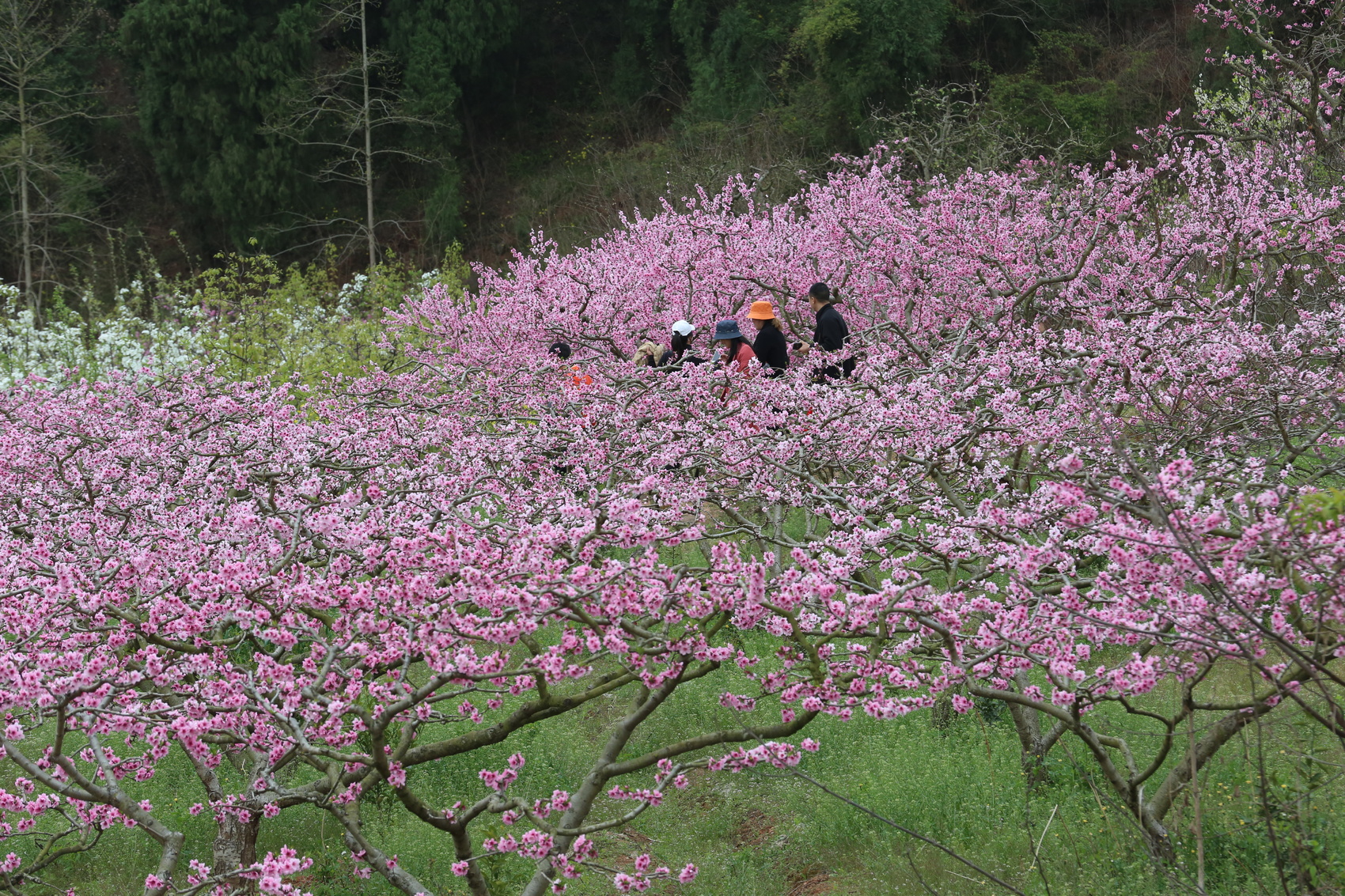 连山桃花山